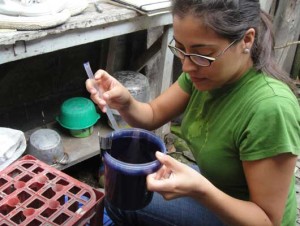 Anna Stewart Ibarra inspects an ovitrap in the patio of a study household to look for Aedes aegypti mosquito eggs. Ovitraps were monitored over a period of eight months to estimate Aedes aegypti populations, the mosquito that transmits the disease dengue fever.