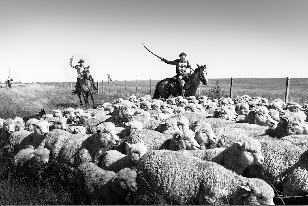 Sheepherding in southern Uruguay. Francesco Fiondella