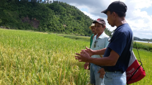 An agricultural technician talks about integrated pest management to farmers at a climate field school in the Philippines. Francis Faderogao.