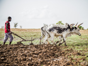 El Niño sometimes brings drought to Africa's Sahel.