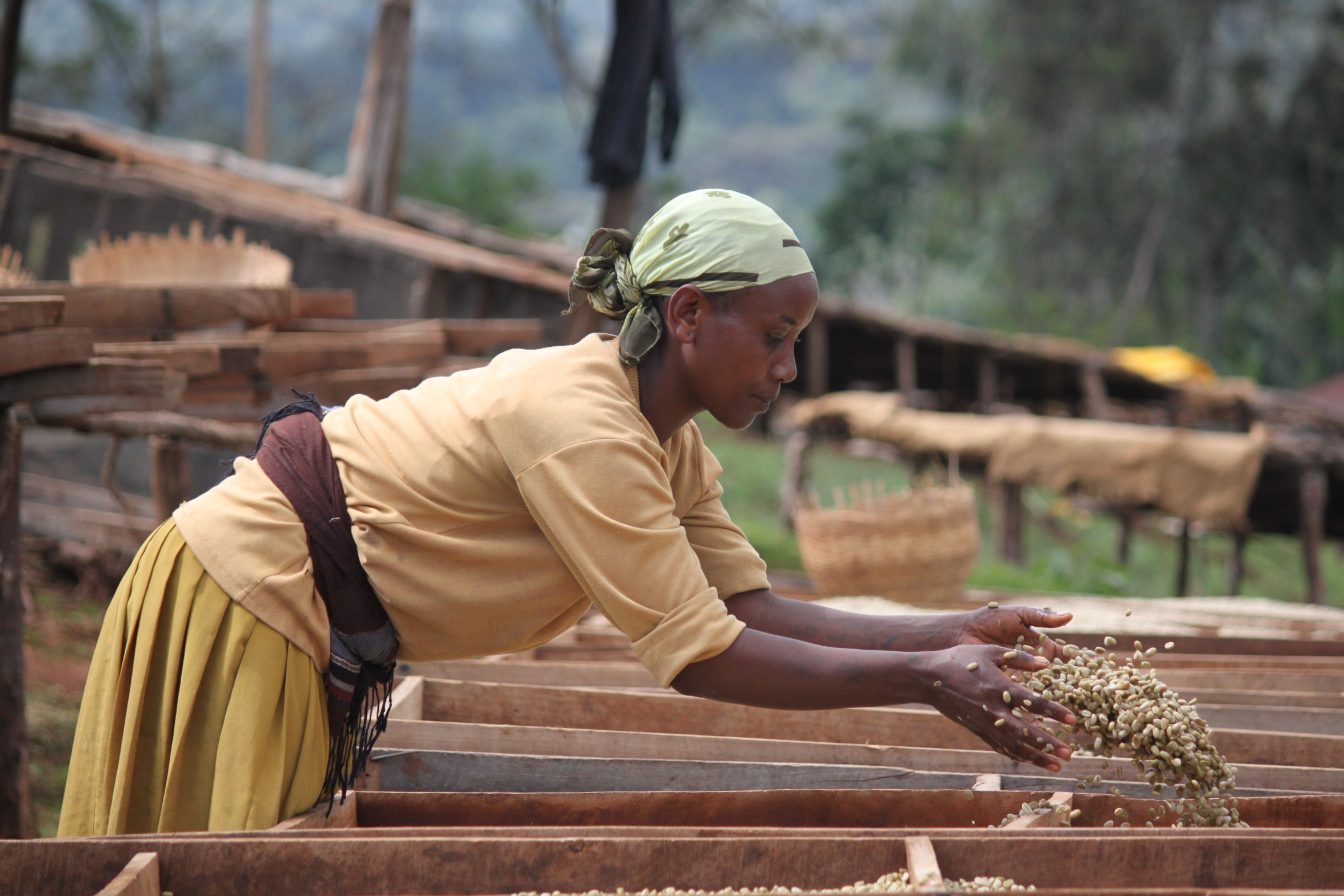 positive action for development ethiopia