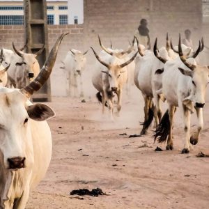 A herd of white cattle with tall horns walk towards the camera. There is a walled village and two Senegalese herders in the distant background.