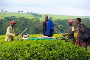 Kericho-Tea-Estates-300x199